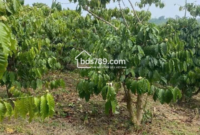 Bán Vườn Cà Phê 6.8 Sào – Neo Đơ, Cách Đường Lớn Chỉ 1km