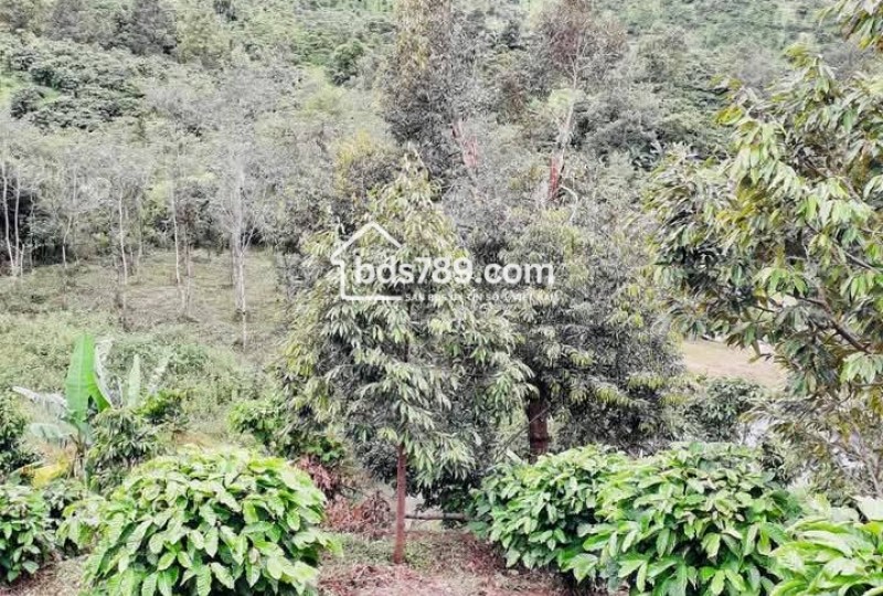 Bán Đất Vườn View Đẹp – Giá Ngộp Cuối Năm, 2.2ha Chỉ 1.8 Tỷ