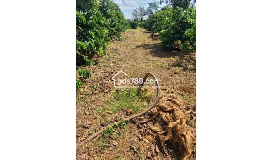 MỞ BÁN 3 CĂN NHÀ HẺM 01 LẠC LONG QUÂN, THẮNG LỢI, PLEIKU