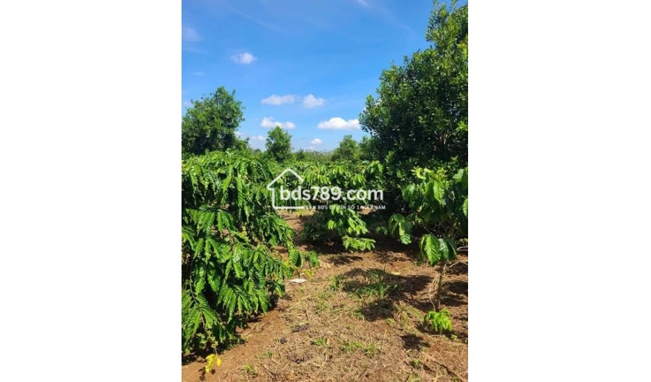 MỞ BÁN 3 CĂN NHÀ HẺM 01 LẠC LONG QUÂN, THẮNG LỢI, PLEIKU