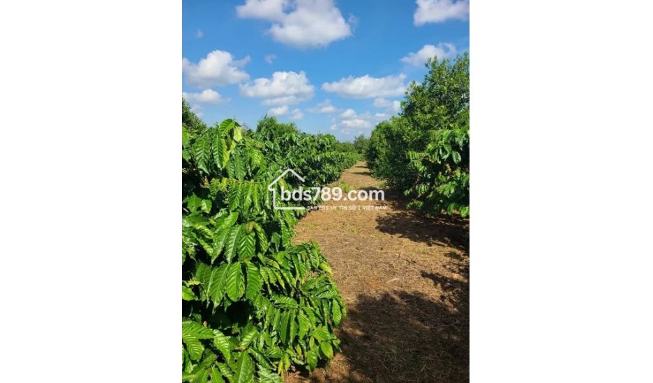 MỞ BÁN 3 CĂN NHÀ HẺM 01 LẠC LONG QUÂN, THẮNG LỢI, PLEIKU