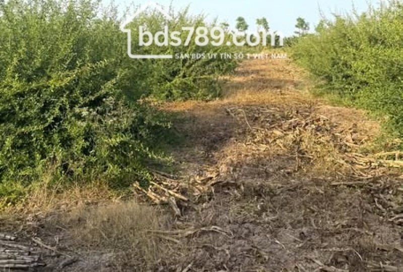 BÁN ĐẤT NỀN 2000M² – GIÁ CHỈ 780 TRIỆU – XÃ TĂNG HÒA, HUYỆN GÒ CÔNG ĐÔNG, TIỀN GIANG