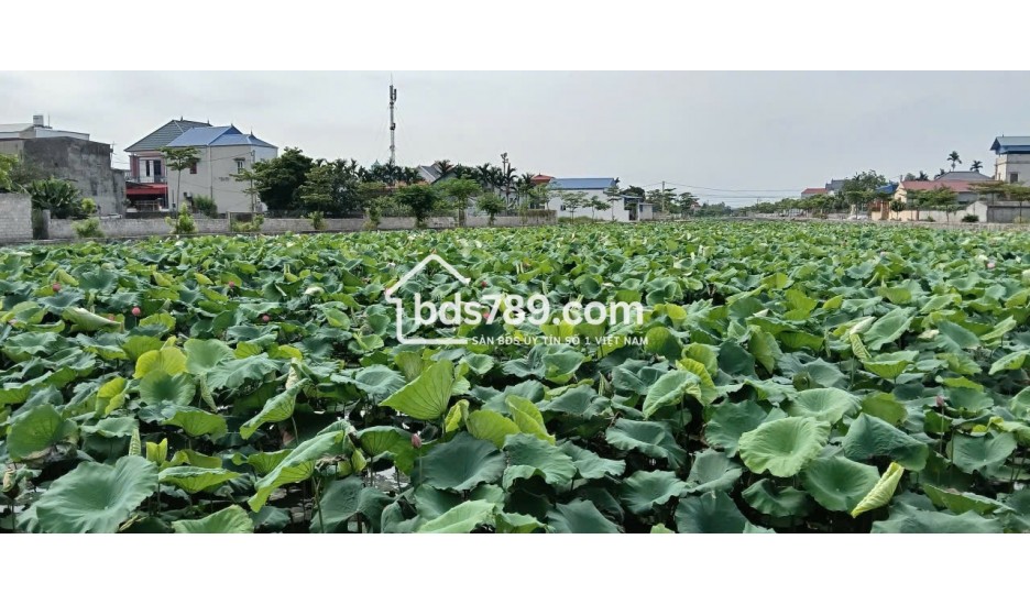 Cơ hội vàng sở hữu đất nền vị trí đắc địa tại Vân Đình, Ứng Hòa