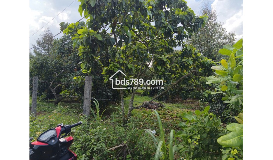 ĐẤT XUÂN QUẾ - DẦU GIÂY CHỈ 420 TRIỆU | 122m² CÓ THỔ CƯ
